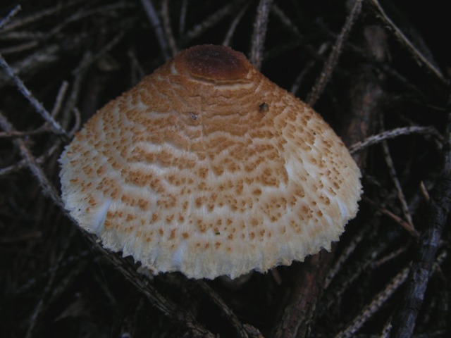 altra lepiotina